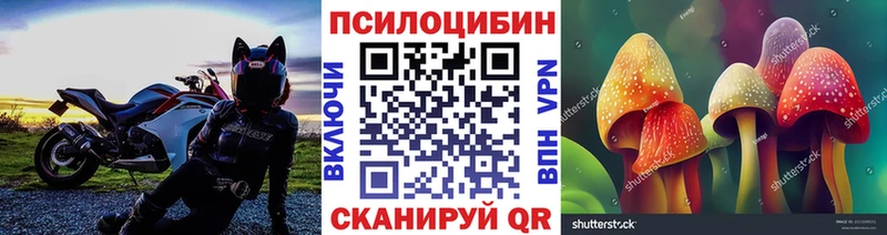 Купить где  Болгар  Галлюциногенные грибы Psilocybe 